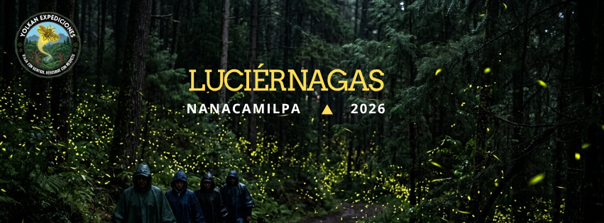 Bosque de Nanacamilpa iluminado por luciérnagas